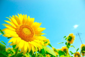 A photo of a field of sunflowers taken from the front with a large sunflower in the foreground and other smaller sunflowers in the background, with a bright blue sky as the backdrop.